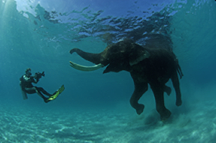 Underwater elephant.jpg